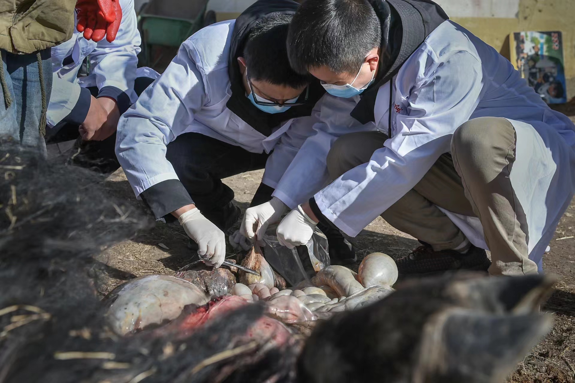 配图4.jpg 配图4.jpg