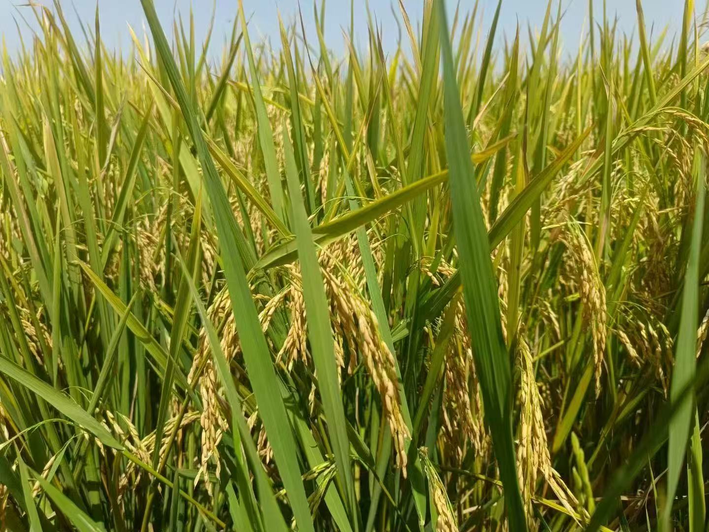 _cgi-bin_mmwebwx-bin_webwxgetmsgimg__&MsgID=9194323105703929758&skey=@crypt_20f381a4_ec7c2c8c195a666f752bec34d3ef09db&mmweb_appid=wx_webfilehelper.jpg _cgi-bin_mmwebwx-bin_webwxgetmsgimg__&MsgID=9194323105703929758&skey=@crypt_20f381a4_ec7c2c8c195a666f752bec34d3ef09db&mmweb_appid=wx_webfilehelper.jpg