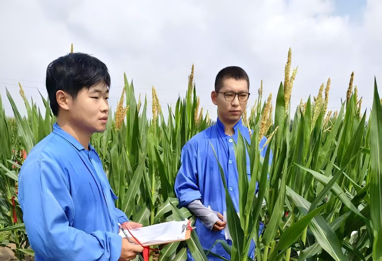 农发种业山东中农天泰公司青年突击队成员张茂席在试验地试验（右一）(1).jpg